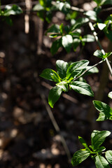 Sunny light on spring green leaves on tree