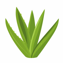 Simple flat 2D icon green aloe vera branch isolated on transparent background, vector, vector, flat design, animation design, simple flat 2D icon, clipart