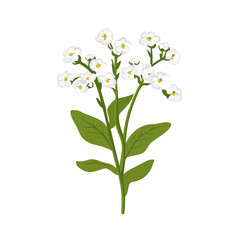 Simple flat 2D icon alyssum flowers branch with leaf isolated on transparent background, vector, vector, flat design, animation design, simple flat 2D icon, clipart