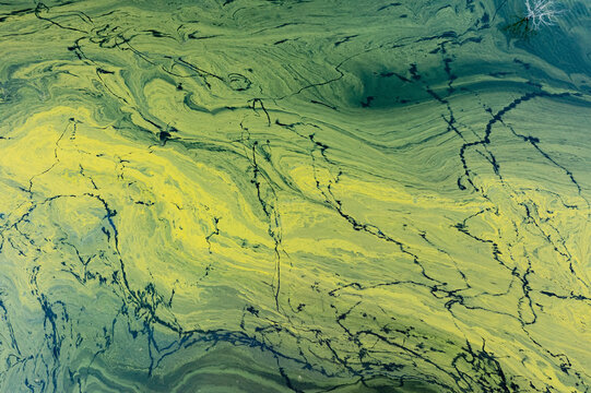 Patterns in algae on the surface of a lake