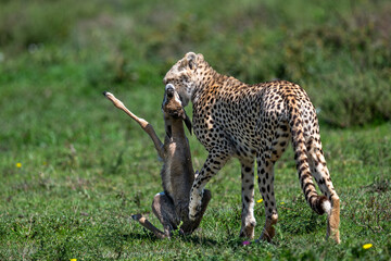 cheetah kills a gazelle in Serengeti