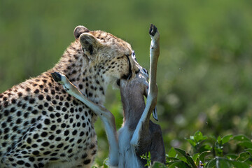 cheetah kills a gazelle in Serengeti