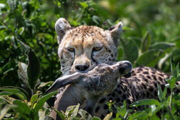 cheetah kills a gazelle