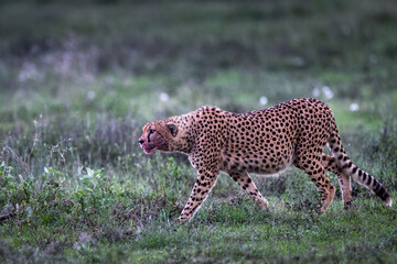 cheetah on the grass