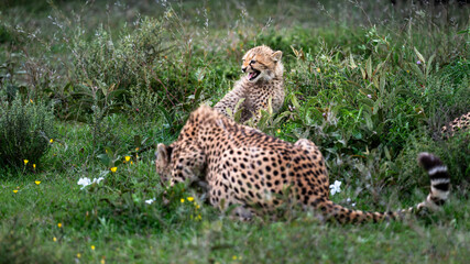 tense encounter when a female cheetah and her cub venture into the territory of three dominant cheetah brothers