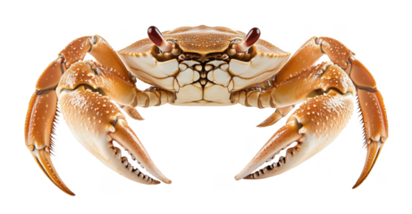 Single red crab isolated on transparent background