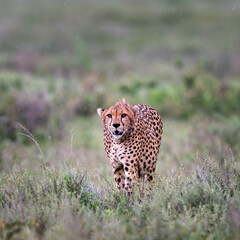 cheetah in serengeti