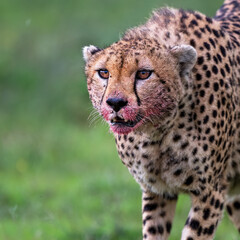 cheetah in serengeti with bloody mouth 