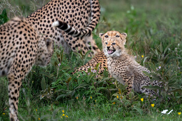 tense encounter when a female cheetah and her cub venture into the territory of three dominant cheetah brothers