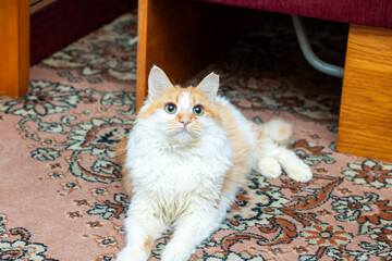 There is an orange and white cat comfortably laying on its back on a soft rug