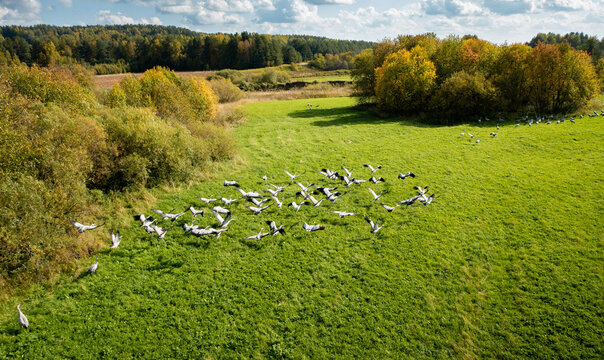 Flock of crane birds resting on the green field during fall migration