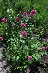 Pink blooming Centranthus ruber