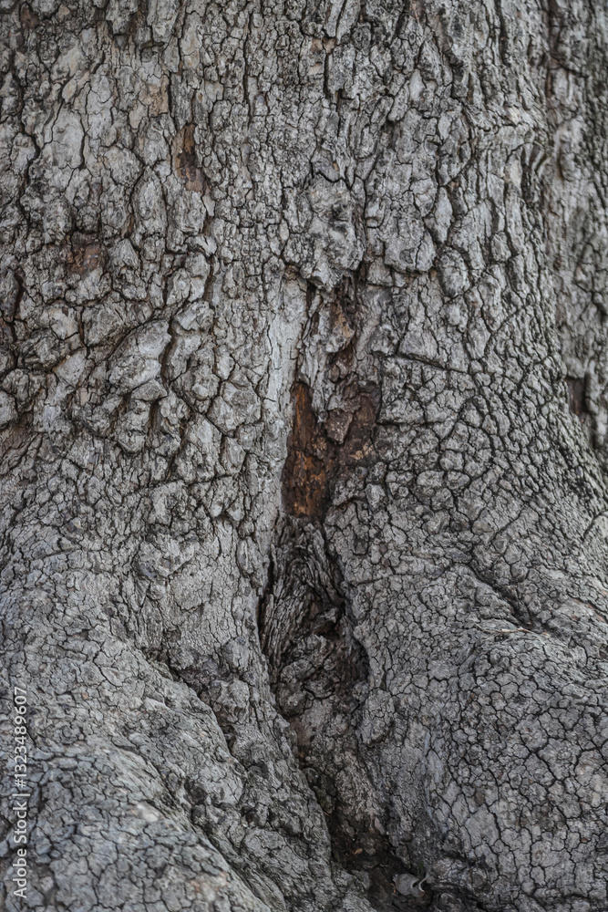 Poster detailed texture of a large tree trunk showcasing intricate patterns and depth in albania during day