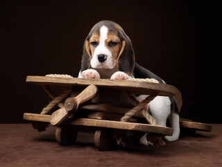 Cute beagle puppy with wooden plane
