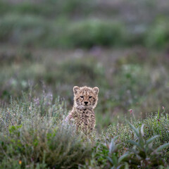 a cheetah cub in savannah