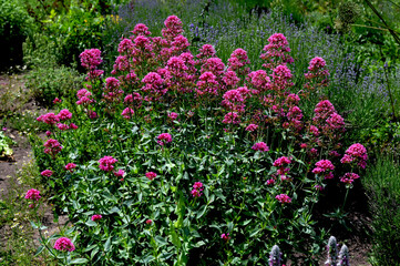 Pink blooming Centranthus ruber