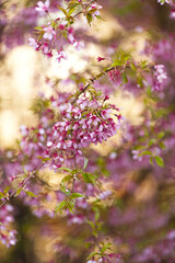 Blooming cherry blossom branches in spring. Closeup of pink flowers with soft bokeh background with branches and twigs in golden sunlight