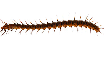 Obraz premium Realistic Myriapod Silhouette - Side View Transparent PNG