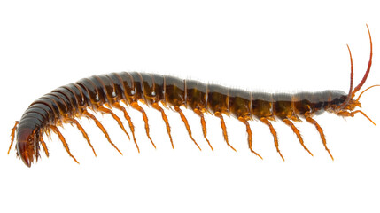 Obraz premium Insect Illustration: Side View of a Centipede PNG