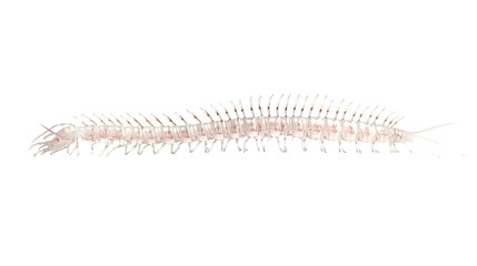 Obraz premium Sharp and Clear Centipede Side View - Isolated on White