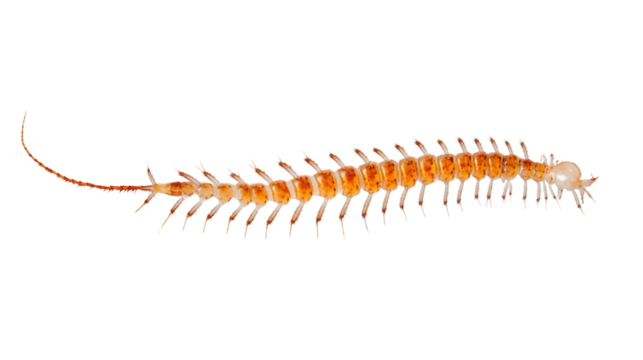 Minimalist Centipede Design - Side View Transparent PNG
