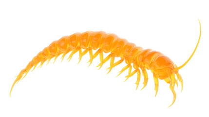 Obraz premium Bug Anatomy: Side Profile of a Centipede in PNG Format