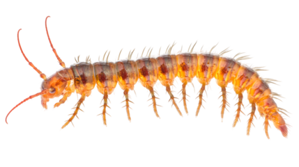 Bug Anatomy: Side Profile of a Centipede in PNG Format