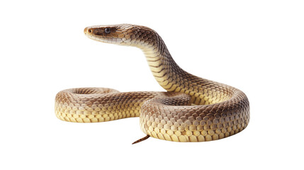 Fototapeta premium Close up of a coiled snake perfect for wildlife documentaries or pet reptile websites transparent background.