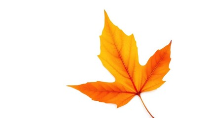 Single autumn leaf, isolated on pure white background, white background, object