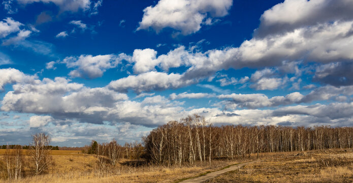field of wheat and sky