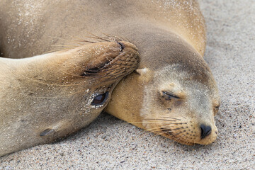 Sleeping seals
