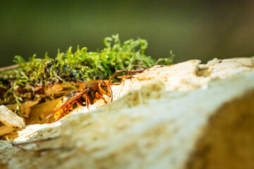 A hornet sits on a tree trunk