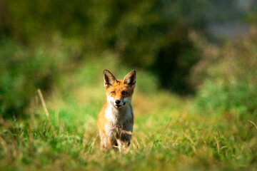 A fox is sitting in the grass