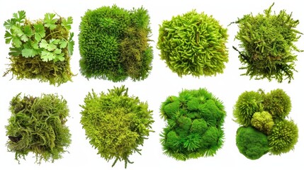 Moss: Soft, lush green plants that thrive in moist, shaded areas, commonly found in forests, playing a key role in the ecosystem.
