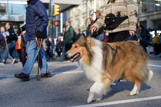 Street protest in Vancouver with anonymous crowd and border collie