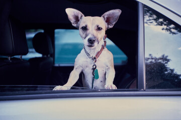 Dog enjoys a sunny day from car window in urban setting