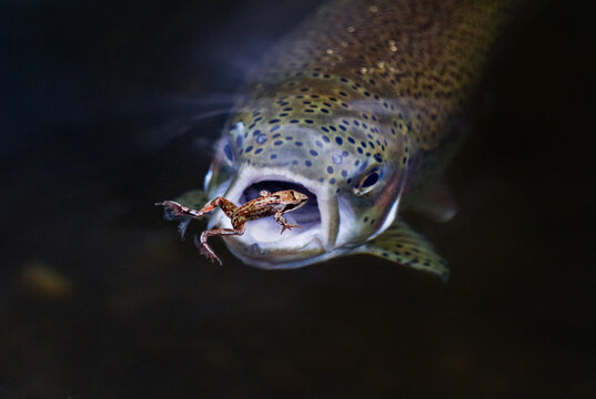 Frog on water in the jaws of rainbow trout