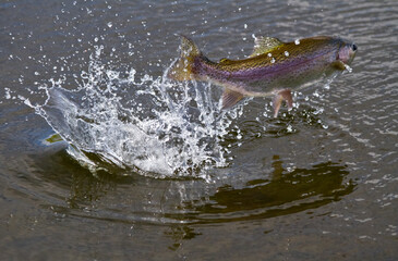 Rainbow trout leaps out of the water