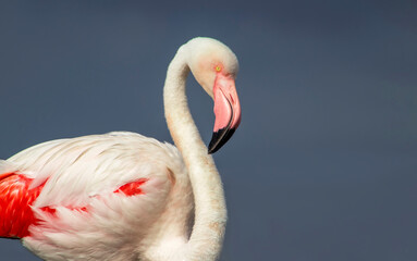 A close-up of a majestic flamingo against a clear blue sky. This detailed shot highlights the birds vibrant pink feathers and elegant posture, making it perfect for wildlife, nature, and conservation 