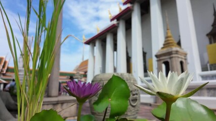 BANGKOK THAILAND - 16th SEPTEMBER 2024: Water lilies sway in the breeze at Wat Po, Bangkok, Thailand, with a large ornate temple softly defocused in the background.