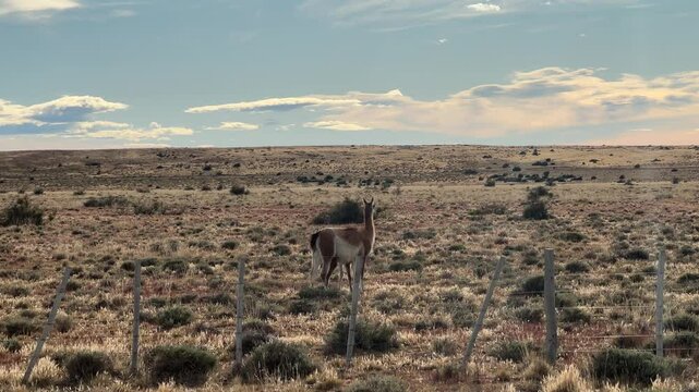 Guanaco and her baby (chulengo) in Patagonia steppe