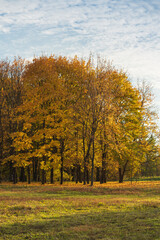 Bright orange and colorful autumn trees in the park. Golden autumn in the park, trimmed grass and blue sky High quality photo