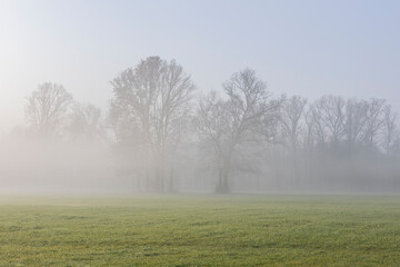 Morning fog.
Winter morning at sunrise, with fog that gives a veil to the trees.