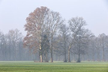 Morning fog.
Winter morning at dawn, with the fog and the first sun gives light to the plants. 