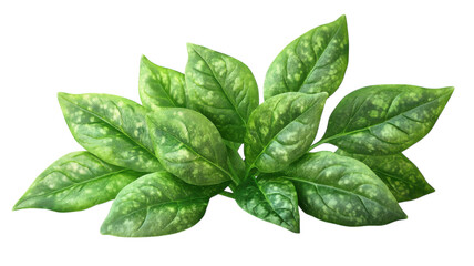 Lush green leaves illustrating the beauty of nature's vibrant hues and textures