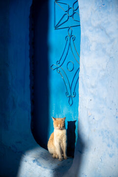 Sunlit Cat in Blue city of Chaouen

