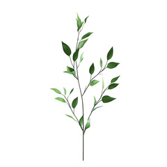 Green leafy branch isolated on transparent background , Nature, Plant, Decoration, PNG Transparent