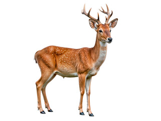 Fototapeta premium Stunning deer image. Transparent background for easy use