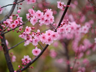 Flowers in spring series: plum blossoming in spring, it is the only remaining last winter flower, is the earliest blooming flower in spring. It shows struggle and pride.