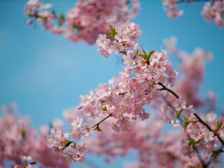 Spring flowers series, Beautiful Cherry blossom , pink sakura flowers in Shanghai.